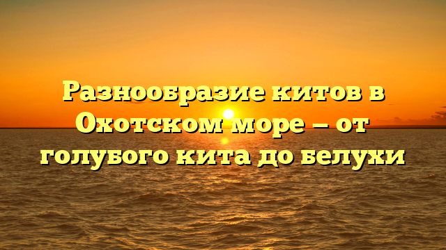 Разнообразие китов в Охотском море — от голубого кита до белухи