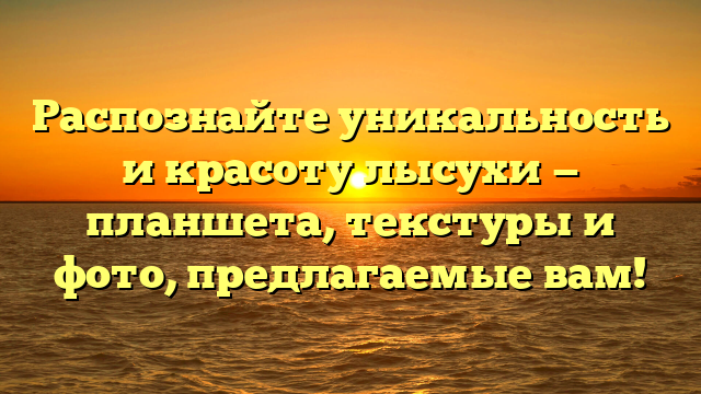 Распознайте уникальность и красоту лысухи — планшета, текстуры и фото, предлагаемые вам!
