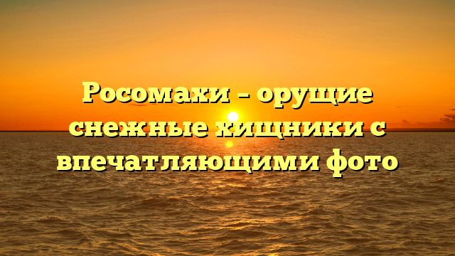 Росомахи – орущие снежные хищники с впечатляющими фото