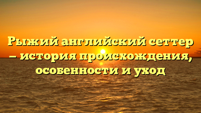 Рыжий английский сеттер — история происхождения, особенности и уход