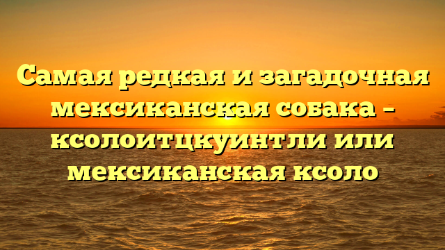 Самая редкая и загадочная мексиканская собака – ксолоитцкуинтли или мексиканская ксоло