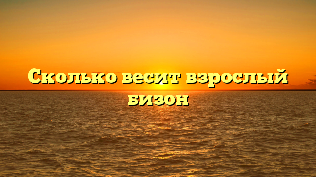 Сколько весит взрослый бизон