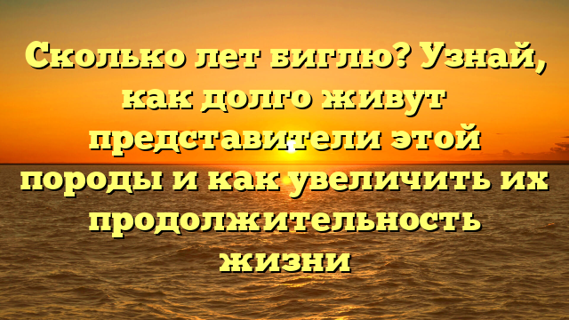 Сколько лет биглю? Узнай, как долго живут представители этой породы и как увеличить их продолжительность жизни
