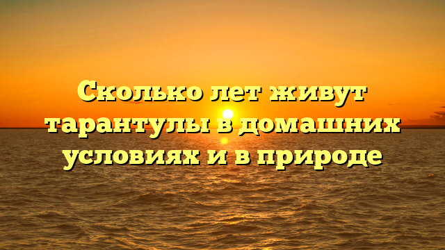 Сколько лет живут тарантулы в домашних условиях и в природе