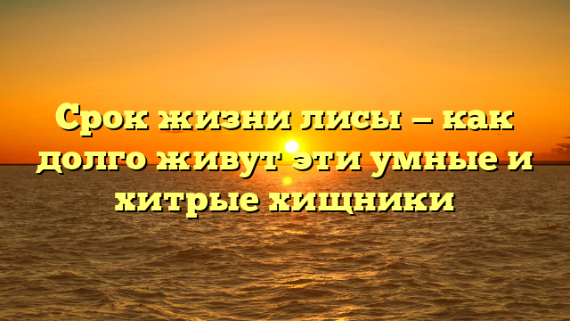 Срок жизни лисы — как долго живут эти умные и хитрые хищники