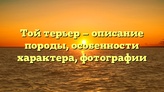 Той терьер — описание породы, особенности характера, фотографии