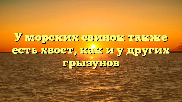 У морских свинок также есть хвост, как и у других грызунов