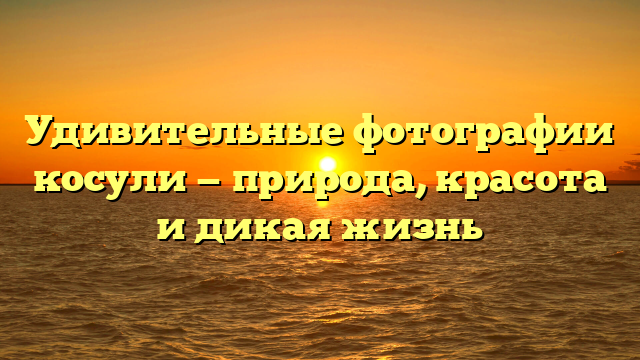 Удивительные фотографии косули — природа, красота и дикая жизнь