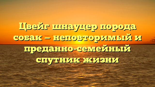 Цвейг шнауцер порода собак — неповторимый и преданно-семейный спутник жизни