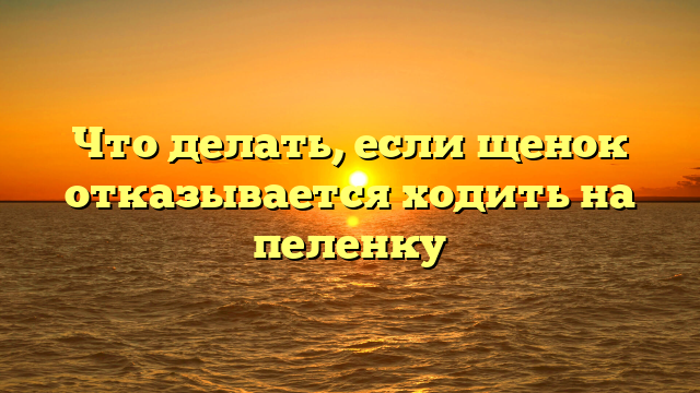 Что делать, если щенок отказывается ходить на пеленку
