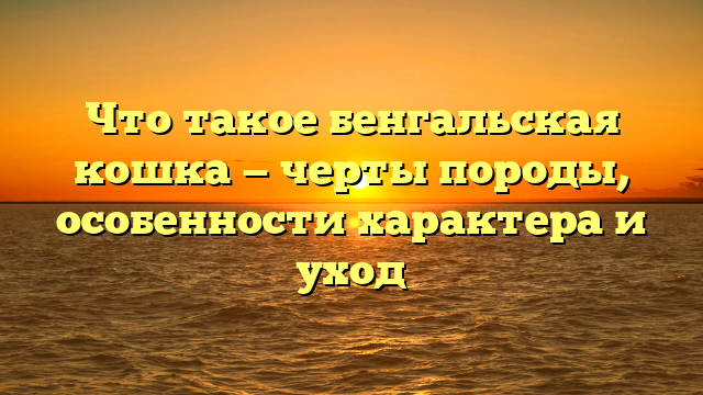 Что такое бенгальская кошка — черты породы, особенности характера и уход
