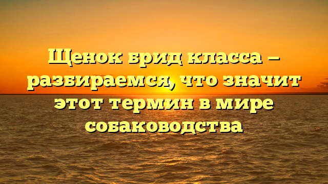 Щенок брид класса — разбираемся, что значит этот термин в мире собаководства