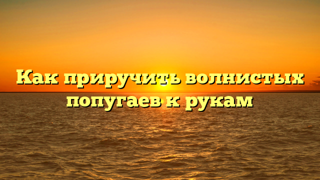 Как приручить волнистых попугаев к рукам