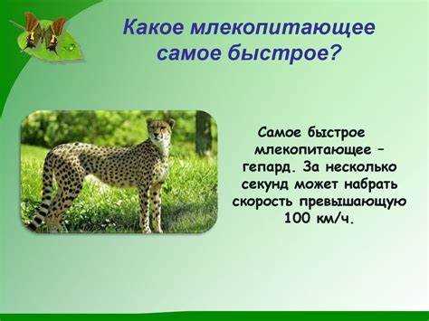Самое быстрое млекопитающее на планете