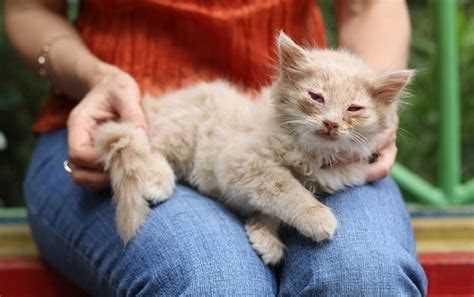 Какие признаки чумки у кошек