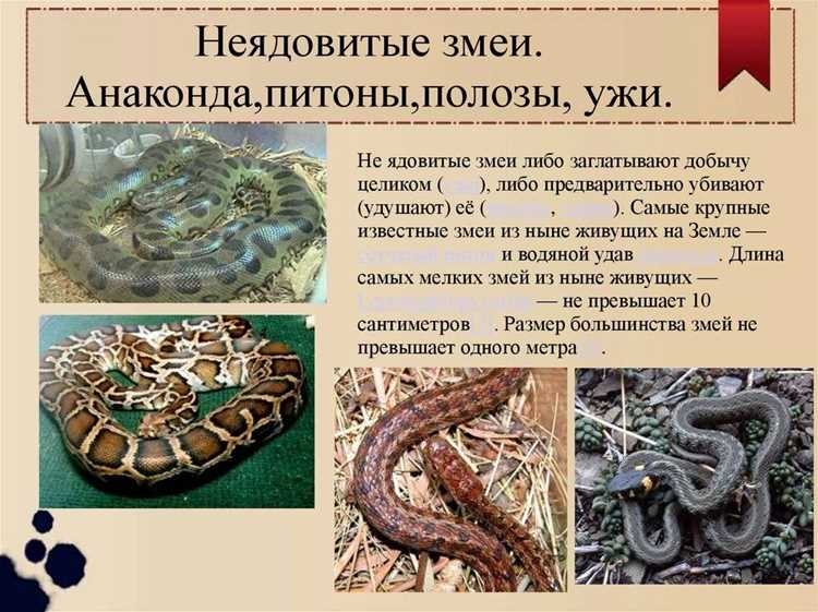 Какие змеи существуют