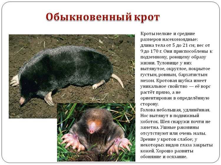 Крот обитает в какой среде