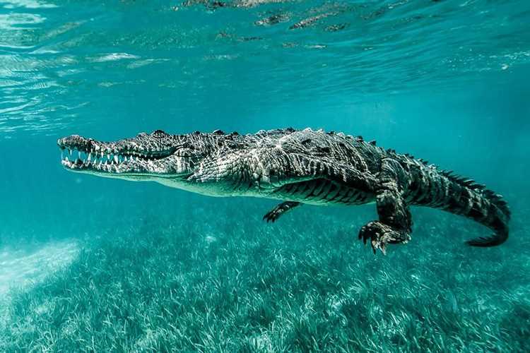 Морские крокодилы где водятся