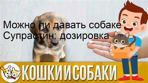 Можно ли собакам давать морковь