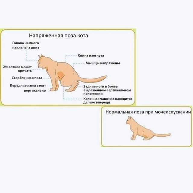 Цистит у собак симптомы